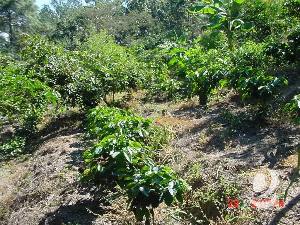 Vendo Finca Rustica en San Pedro Ayampuc — Finca en Venta en San Pedro Ayampuc, Guatemala, Ciudad — foto 5 de 10