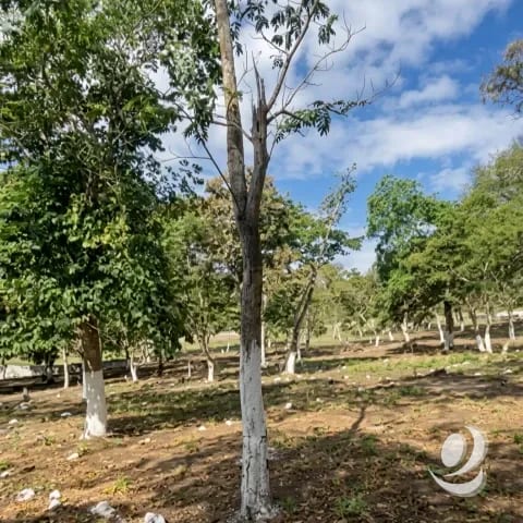 Terreno Residencial en Venta Cuilapa Santa Rosa — Terreno en Venta en Cuilapa, Santa Rosa — foto 3 de 4