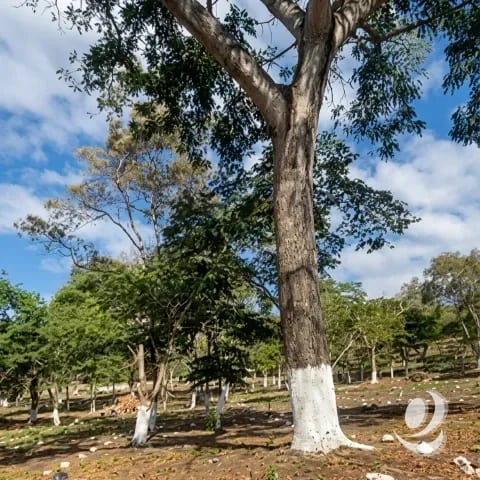 Terreno Residencial en Venta Cuilapa Santa Rosa — Terreno en Venta en Cuilapa, Santa Rosa — foto 1 de 4