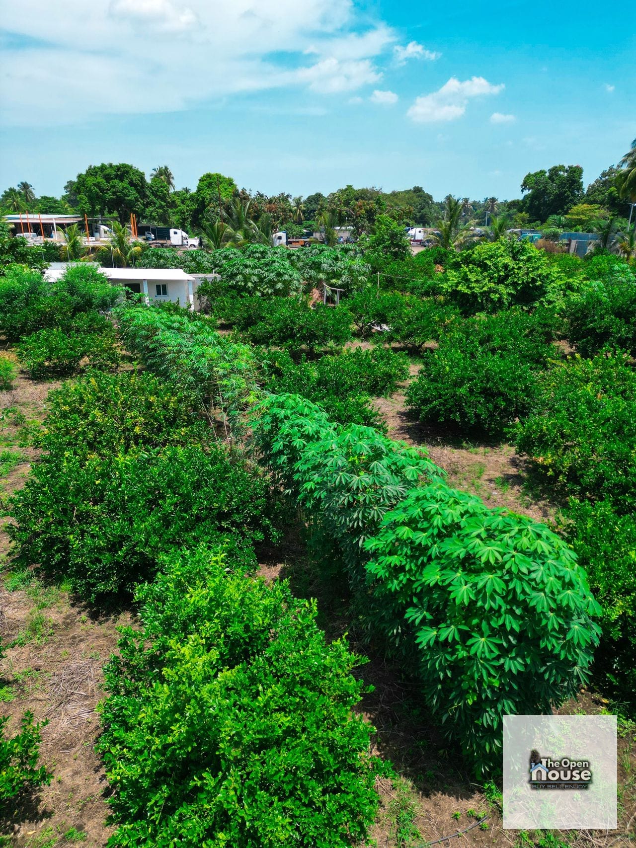Parcelamiento El Socorro, Santa Lucía Cotzumalguapa — Terreno en Venta en Santa Lucía Cotzumalguapa, Escuintla — foto 12 de 17