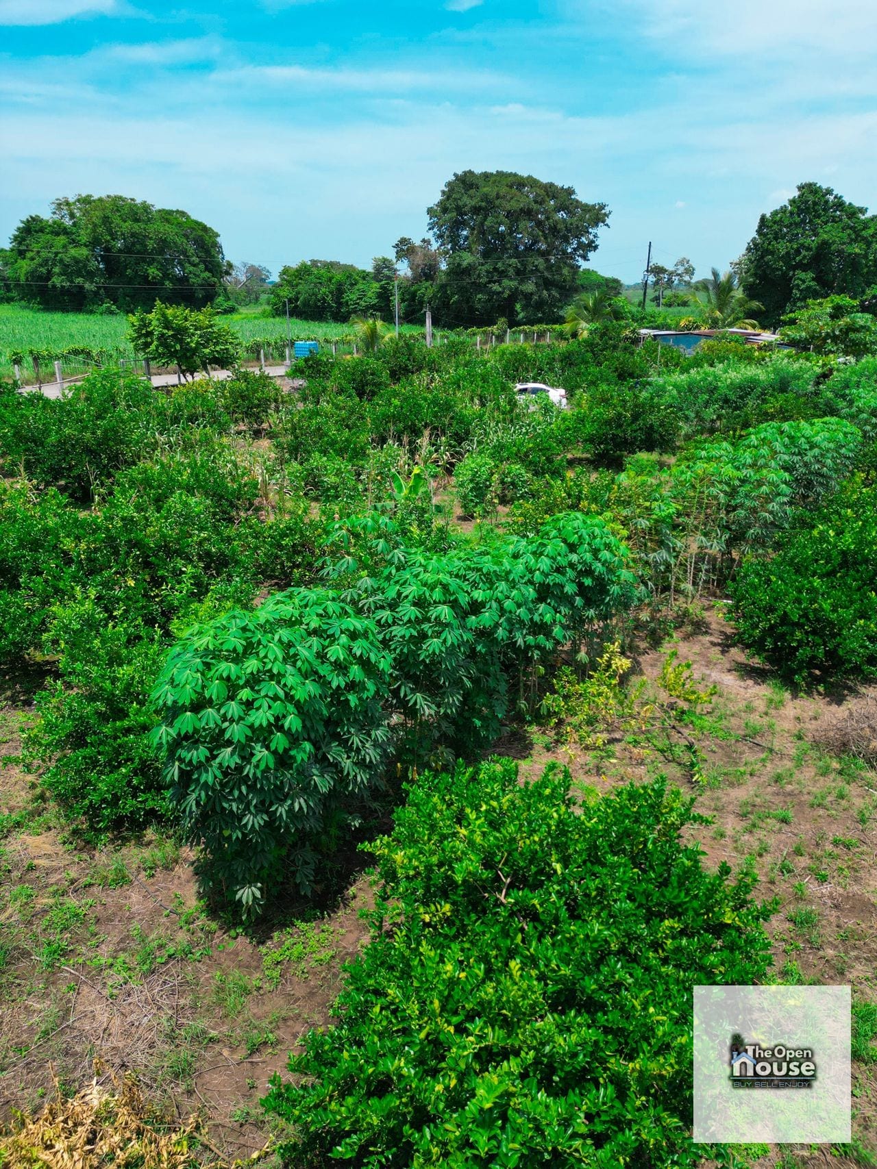 Parcelamiento El Socorro, Santa Lucía Cotzumalguapa — Terreno en Venta en Santa Lucía Cotzumalguapa, Escuintla — foto 13 de 17