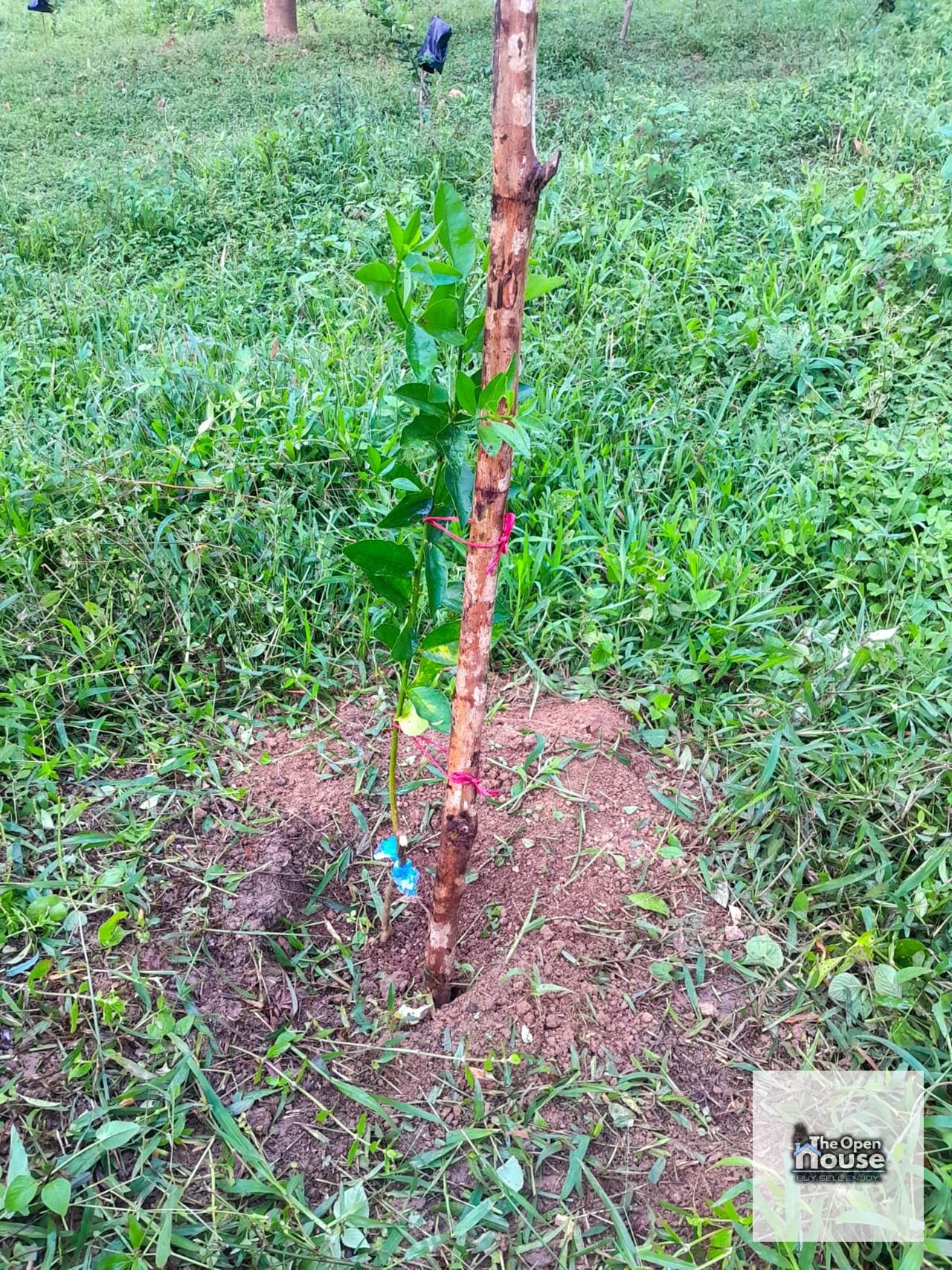 Finca en Venta – Candelaria Yalicar, San Pedro Carchá | Alta Verapaz — Terreno en Venta en San Pedro Carchá, Alta Verapaz — foto 7 de 13