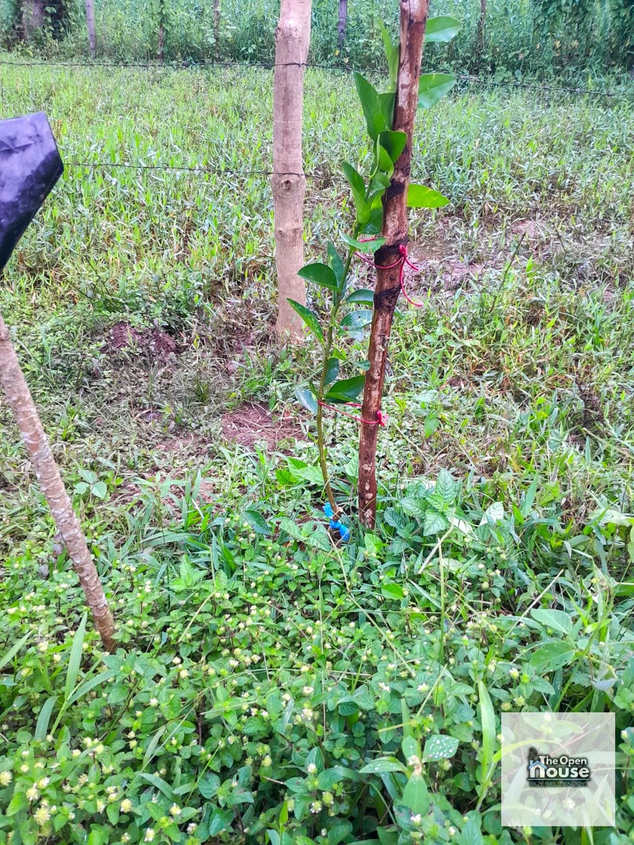 Finca en Venta – Candelaria Yalicar, San Pedro Carchá | Alta Verapaz — Terreno en Venta en San Pedro Carchá, Alta Verapaz — foto 8 de 13