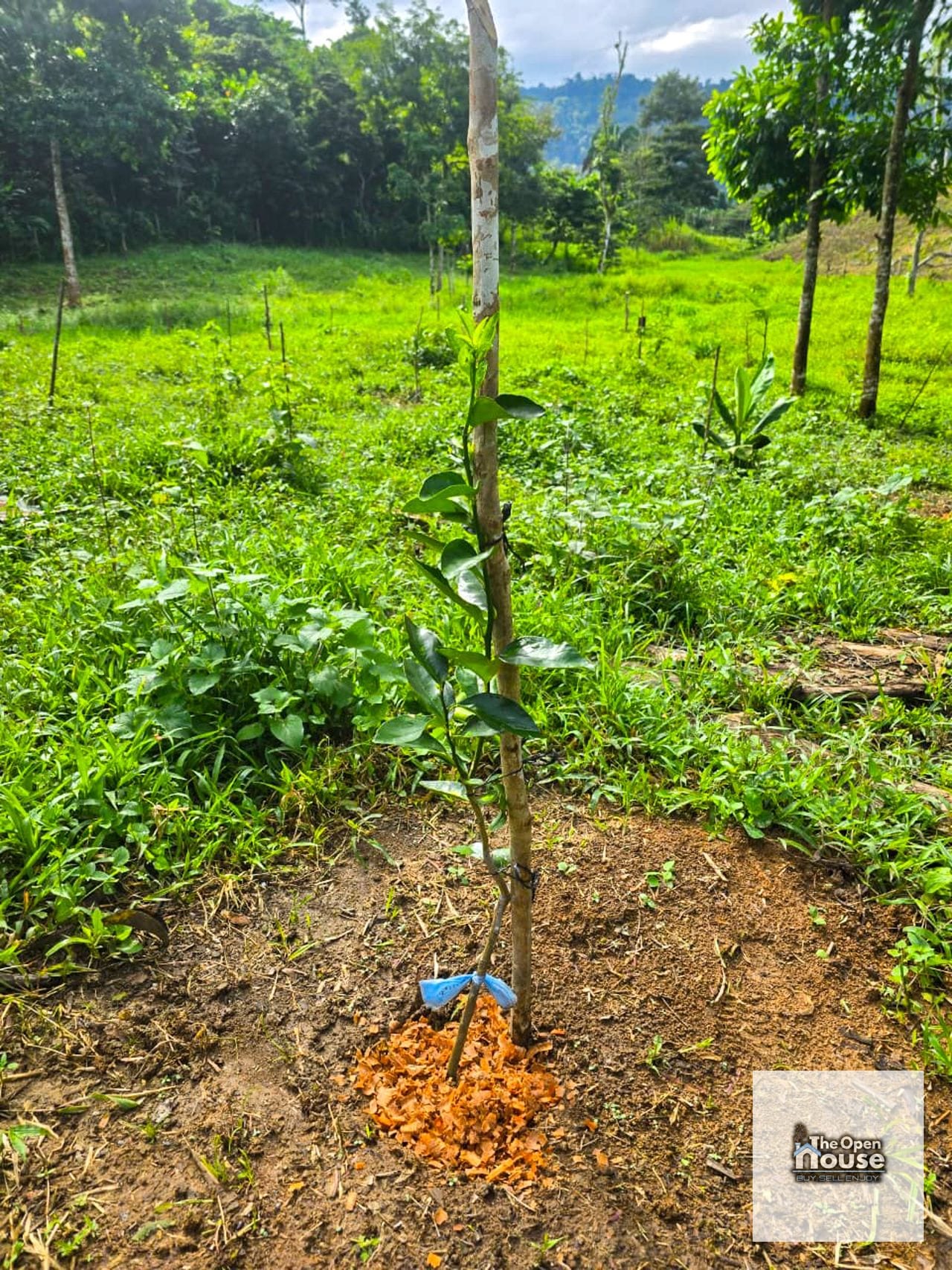 Finca en Venta – Candelaria Yalicar, San Pedro Carchá | Alta Verapaz — Terreno en Venta en San Pedro Carchá, Alta Verapaz — foto 9 de 13
