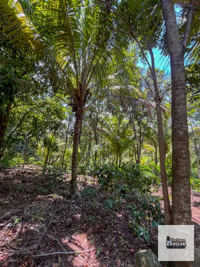 4.5 manzanas en venta Caserio El Silencio Escuintla — Finca en Venta en San Vicente Pacaya, Escuintla — foto 11 de 13