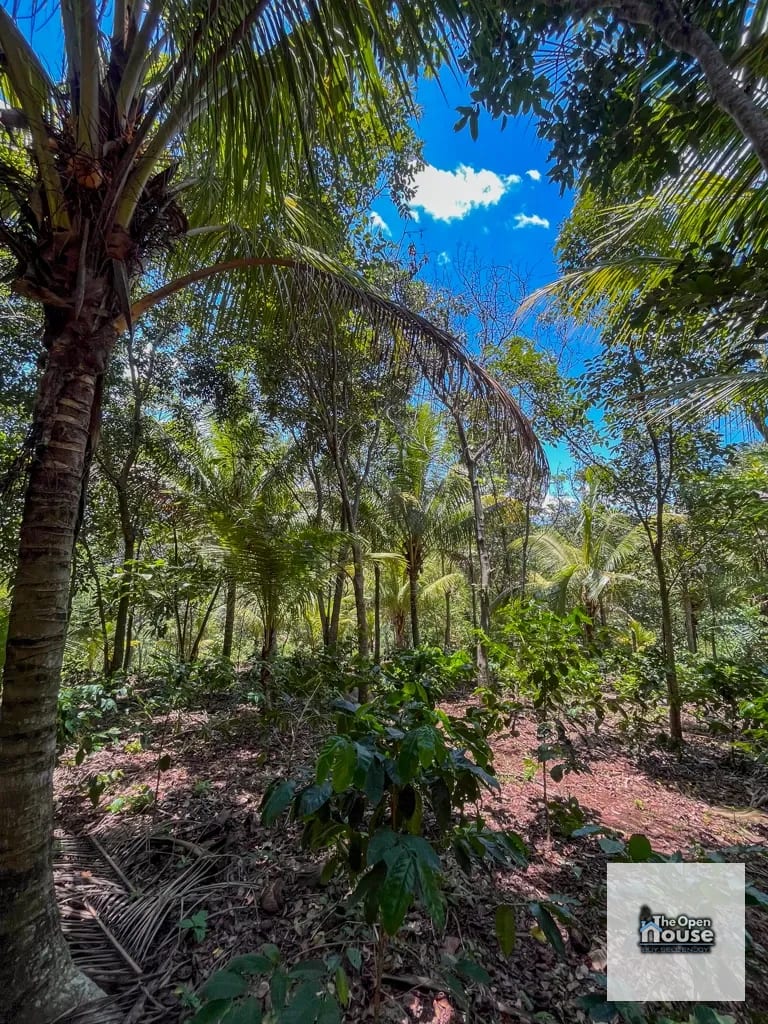 4.5 manzanas en venta Caserio El Silencio Escuintla — Finca en Venta en San Vicente Pacaya, Escuintla — foto 13 de 13