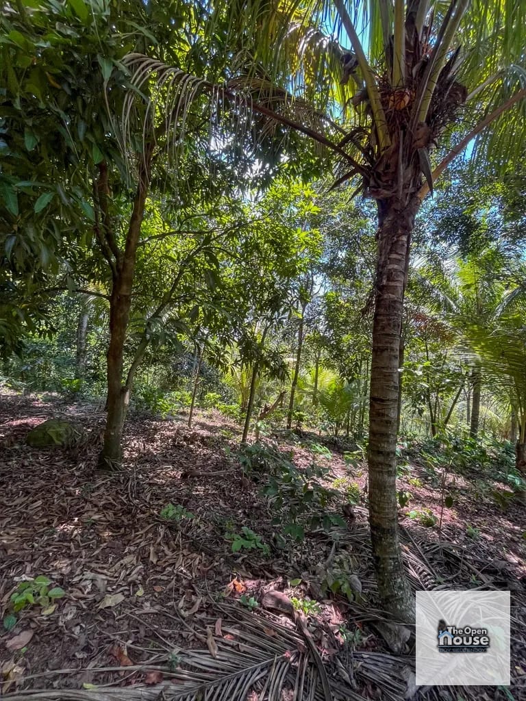 4.5 manzanas en venta Caserio El Silencio Escuintla — Finca en Venta en San Vicente Pacaya, Escuintla — foto 12 de 13