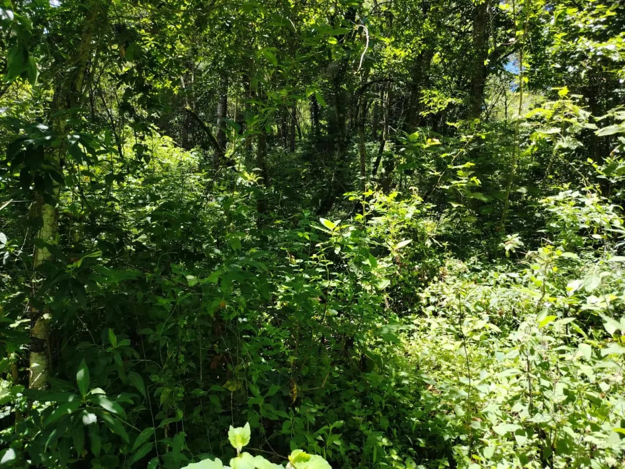 VENDO TERRENO EN ALDEA EL PLATANAR SAN JOSE PINULA, A LA PAR DEL COLEGIO DE AGRONOMÍA ITPA — Terreno en Venta en San José Pinula, Guatemala, Ciudad — foto 3 de 3