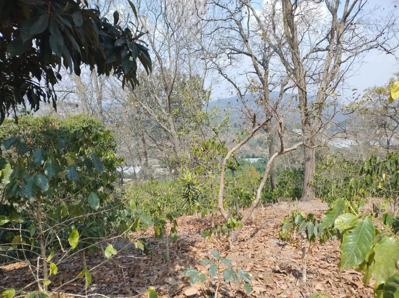 Se Venden 2.2 Manzanas de Terreno el Aldea los Planes Palencia — Terreno en Venta en palencia, Guatemala, Ciudad — foto 8 de 12
