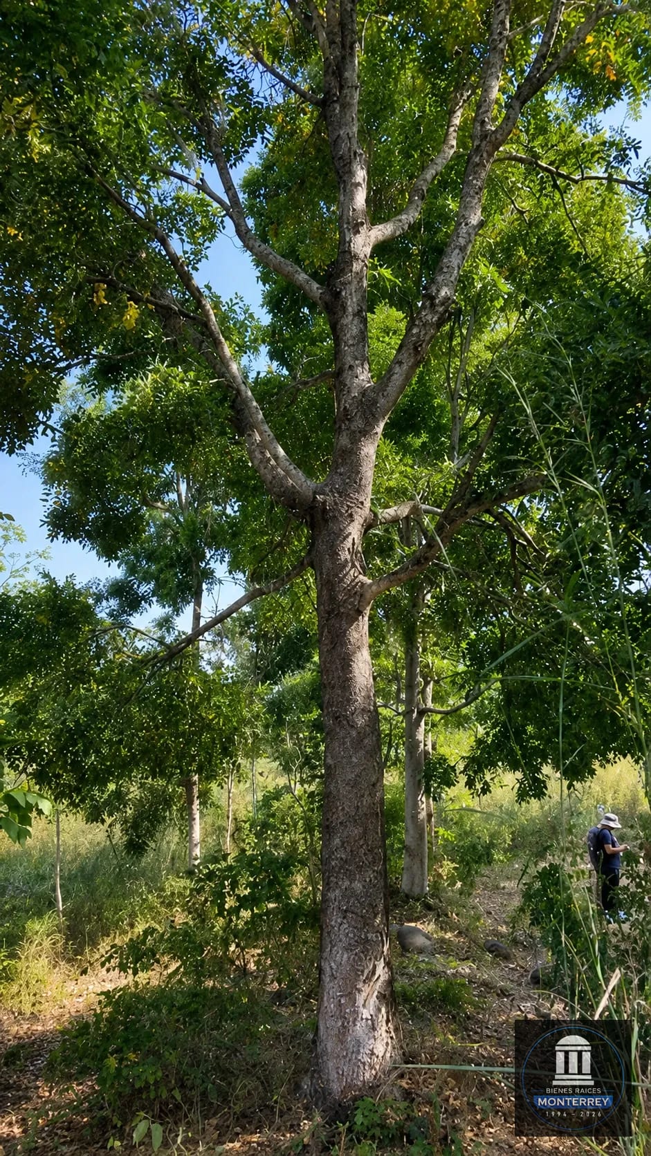 Finca Forestal Certificada en Venta | Escuintla Guatemala — Finca en Venta en Guanagazapa, Escuintla — foto 3 de 11