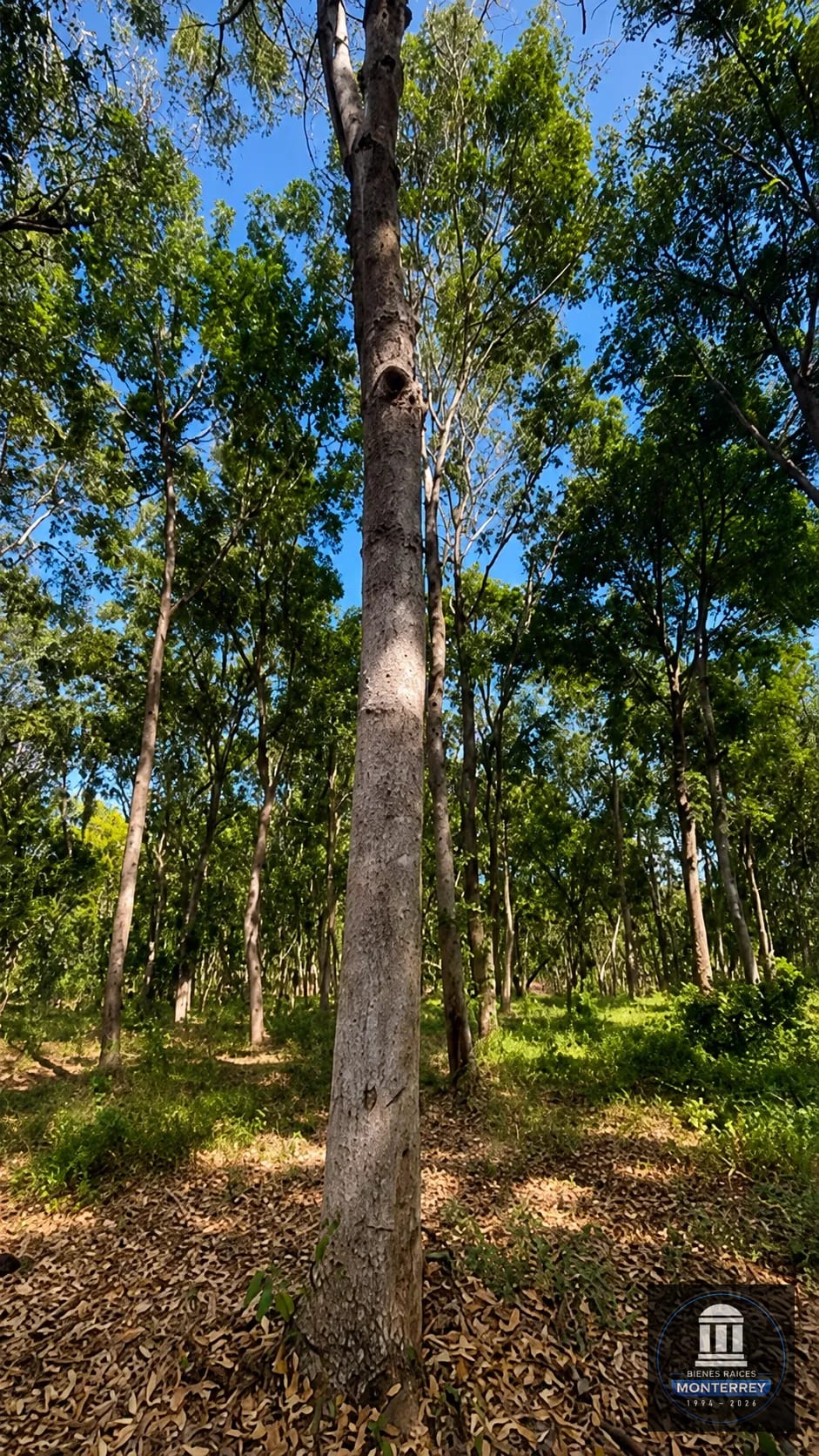 Finca Forestal Certificada en Venta | Escuintla Guatemala — Finca en Venta en Guanagazapa, Escuintla — foto 2 de 11