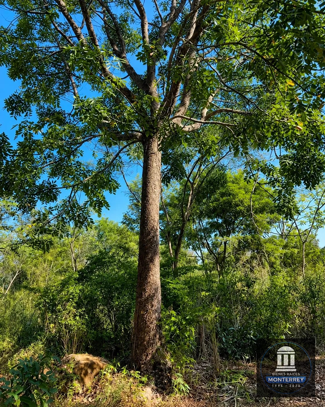 Finca Forestal Certificada en Venta | Escuintla Guatemala — Finca en Venta en Guanagazapa, Escuintla — foto 4 de 11