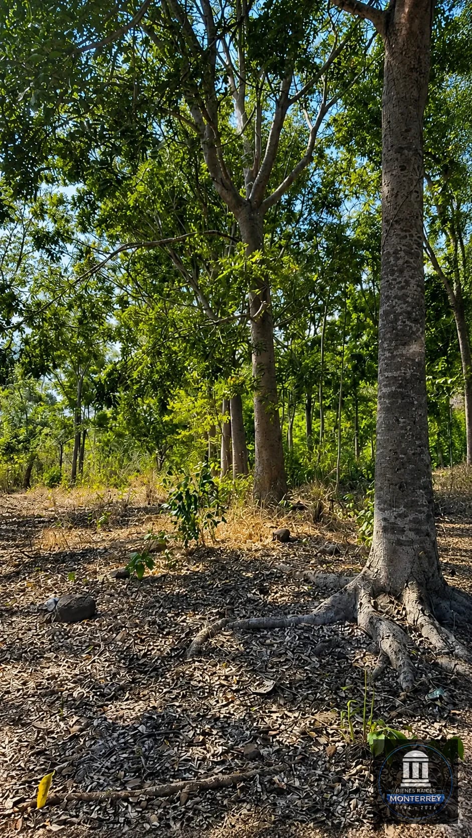 Finca Forestal Certificada en Venta | Escuintla Guatemala — Finca en Venta en Guanagazapa, Escuintla — foto 5 de 11