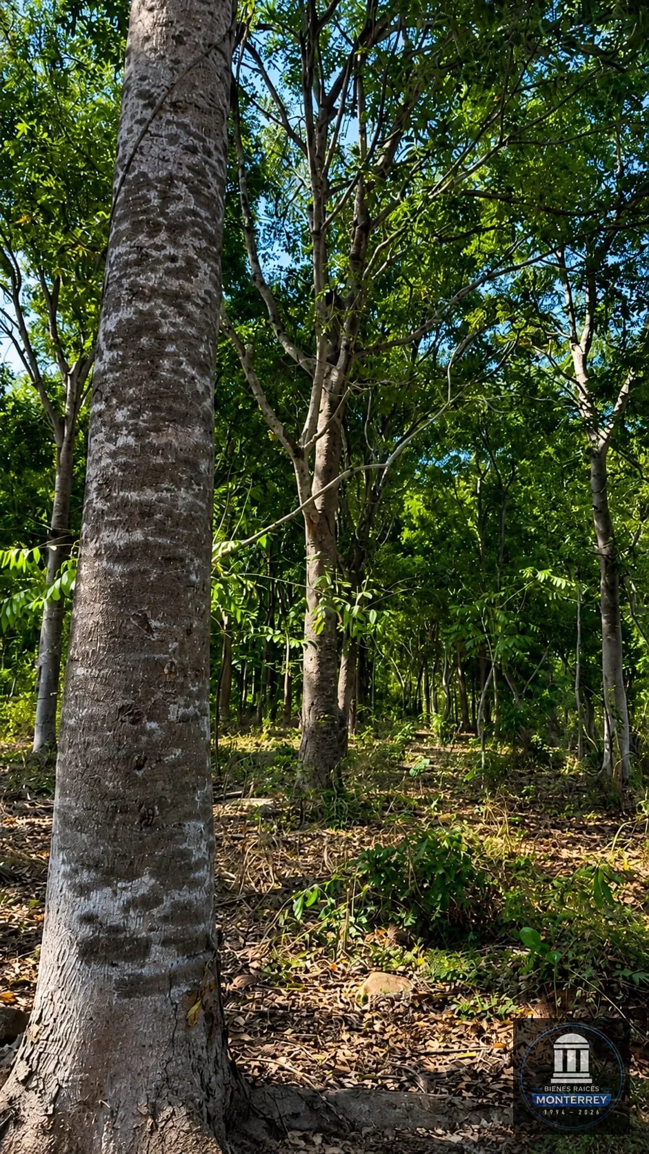 Finca Forestal Certificada en Venta | Escuintla Guatemala — Finca en Venta en Guanagazapa, Escuintla — foto 6 de 11