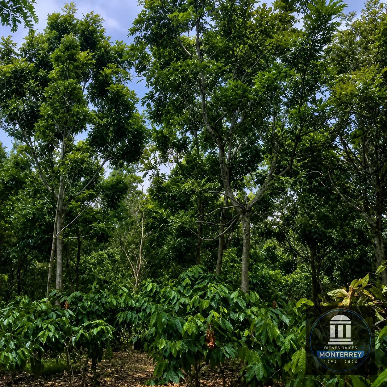 Finca Forestal Certificada en Venta | Escuintla Guatemala — Finca en Venta en Guanagazapa, Escuintla — foto 7 de 11