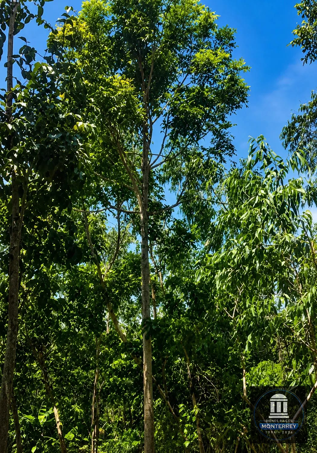 Finca Forestal Certificada en Venta | Escuintla Guatemala — Finca en Venta en Guanagazapa, Escuintla — foto 8 de 11