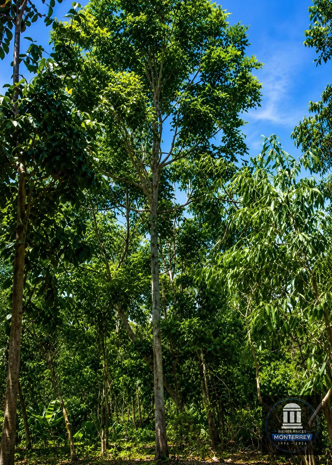 Finca Forestal Certificada en Venta | Escuintla Guatemala — Finca en Venta en Guanagazapa, Escuintla — foto 9 de 11