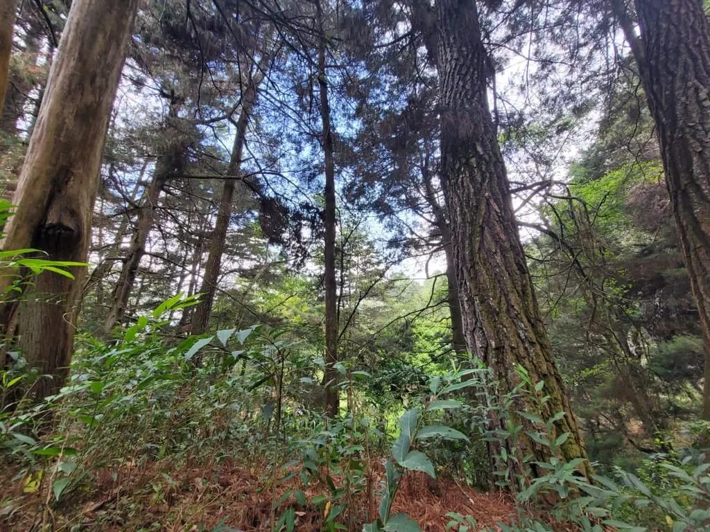 Terreno en Venta, Carretera a San Lucas — Terreno en Venta en San Lucas Sacatepéquez, Sacatepéquez — foto 11 de 13