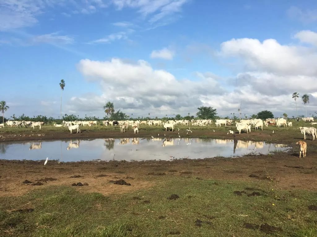 Finca de 4,876 manzanas en Venta en Petén — Finca en Venta en Sayaxché, Petén — foto 2 de 9