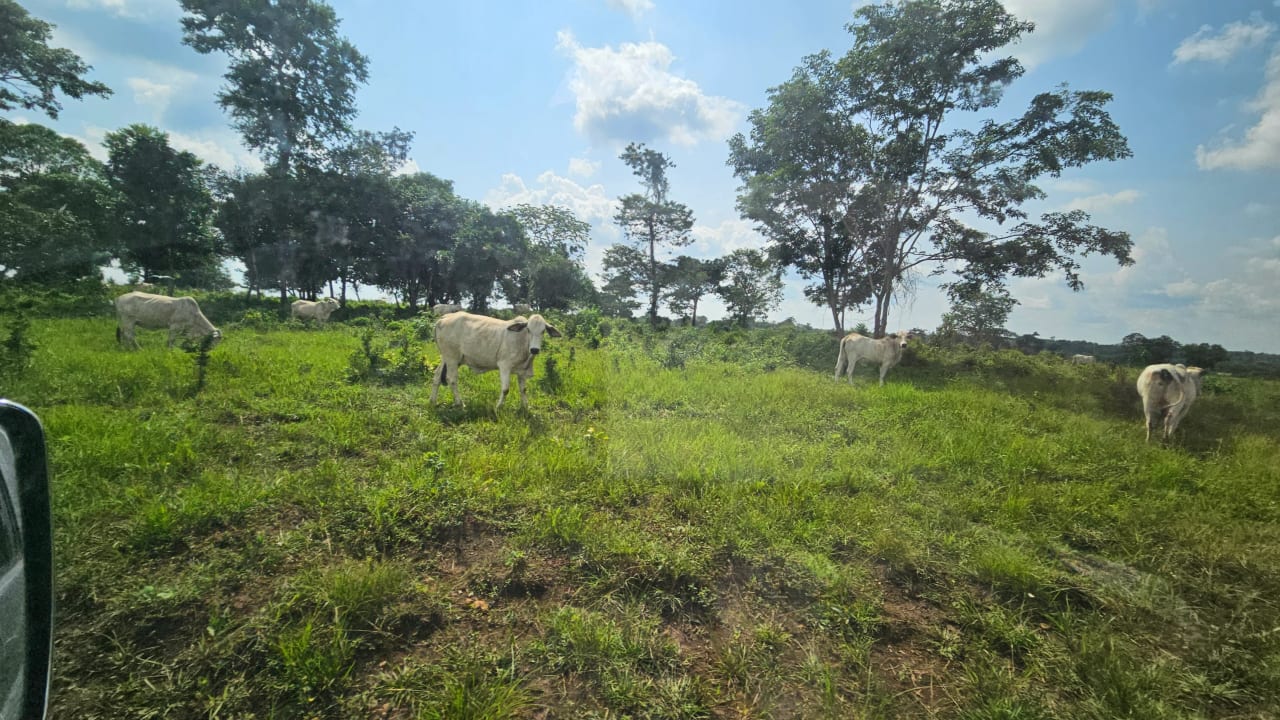 Finca de 4,876 manzanas en Venta en Petén — Finca en Venta en Sayaxché, Petén — foto 4 de 9