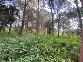 Propiedad en venta Santa Elena Barillas km 31 — Terreno en Venta en Santa Elena Barillas, Guatemala, Ciudad — miniatura 2 de 7