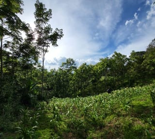 FINCA EN VENTA EN SAN JOSE PINULA CAMINO A LOS OCOTES — Finca en Venta en San José Pinula, Guatemala, Ciudad — miniatura 16 de 17