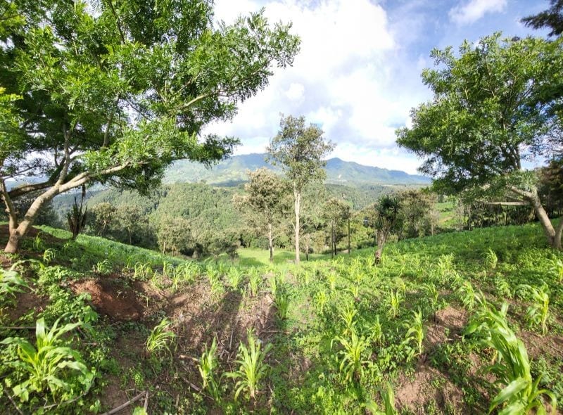 FINCA EN VENTA EN SAN JOSE PINULA CAMINO A LOS OCOTES — Finca en Venta en San José Pinula, Guatemala, Ciudad — foto 3 de 17