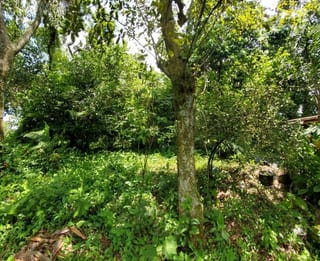 VENDO TERRENO GRANDE EN MAZATENANGO IDEAL DESARROLLO — Terreno en Venta en Mazatenango, Suchitepéquez — miniatura 6 de 9