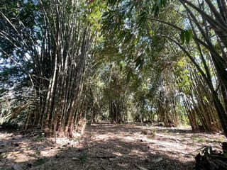 VENDO TERRENO CON PRODUCCION DE BAMBÚ EN PUERTO SAN JOSE — Terreno en Venta en Puerto San José, Escuintla — miniatura 1 de 13