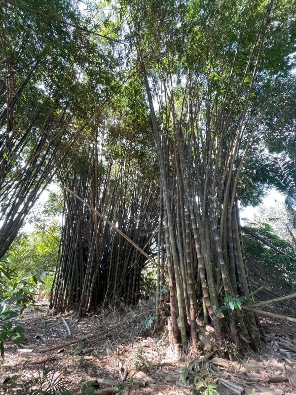 VENDO TERRENO CON PRODUCCION DE BAMBÚ EN PUERTO SAN JOSE — Terreno en Venta en Puerto San José, Escuintla — foto 7 de 13