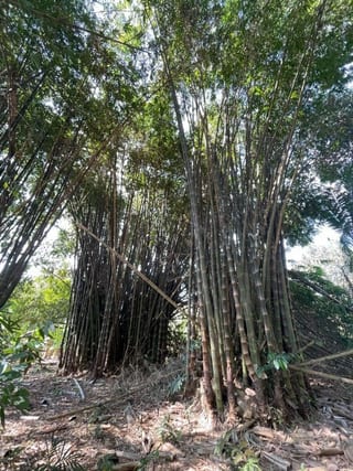 VENDO TERRENO CON PRODUCCION DE BAMBÚ EN PUERTO SAN JOSE — Terreno en Venta en Puerto San José, Escuintla — miniatura 7 de 13
