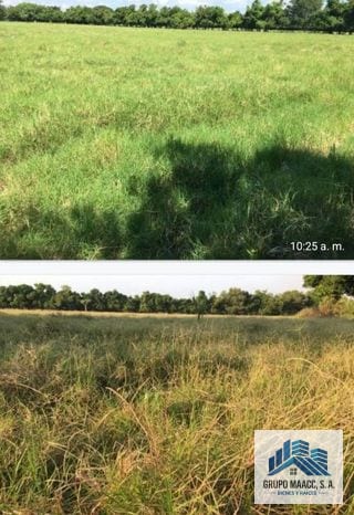 Vendo Finaca en Sipacate Escuintla — Finca en Venta en Sipacate, Escuintla — miniatura 3 de 6