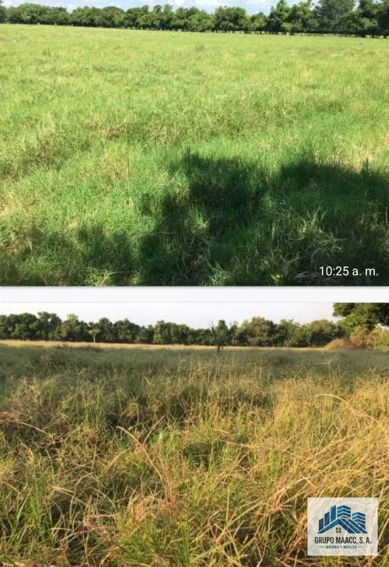 Vendo Finaca en Sipacate Escuintla — Finca en Venta en Sipacate, Escuintla — foto 3 de 6