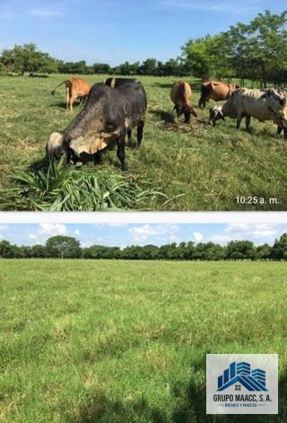 Vendo Finaca en Sipacate Escuintla — Finca en Venta en Sipacate, Escuintla — miniatura 6 de 6