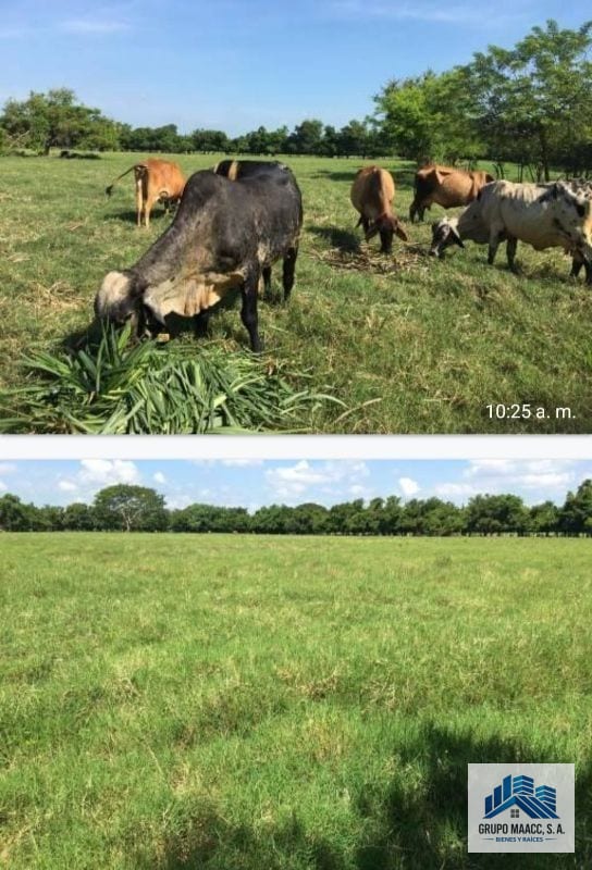 Vendo Finaca en Sipacate Escuintla — Finca en Venta en Sipacate, Escuintla — foto 6 de 6