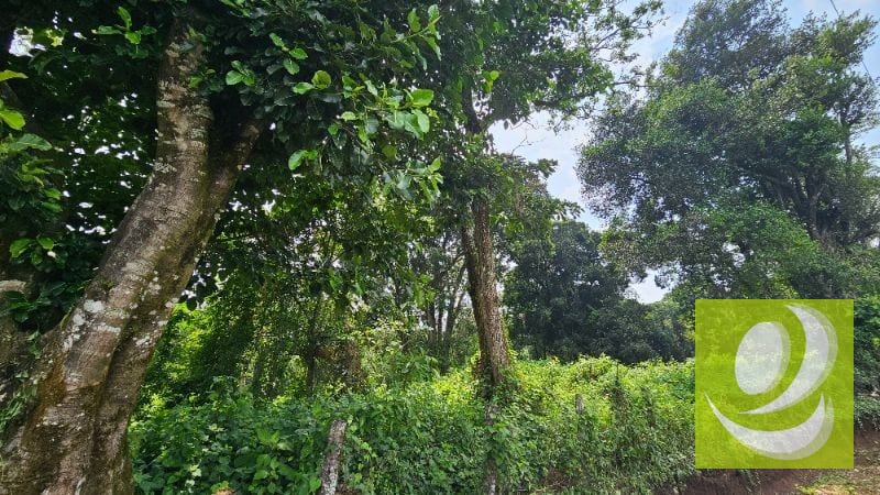 TERRENO DE 2 MANZANAS EN VENTA SANTA ELENA BARILLAS — Terreno en Venta en Santa Elena Barillas, Guatemala, Ciudad — foto 4 de 5