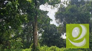 TERRENO DE 2 MANZANAS EN VENTA SANTA ELENA BARILLAS — Terreno en Venta en Santa Elena Barillas, Guatemala, Ciudad — miniatura 5 de 5