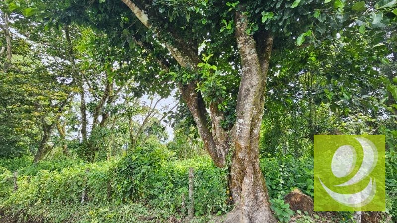 TERRENO DE 2 MANZANAS EN VENTA SANTA ELENA BARILLAS — Terreno en Venta en Santa Elena Barillas, Guatemala, Ciudad — foto 2 de 5