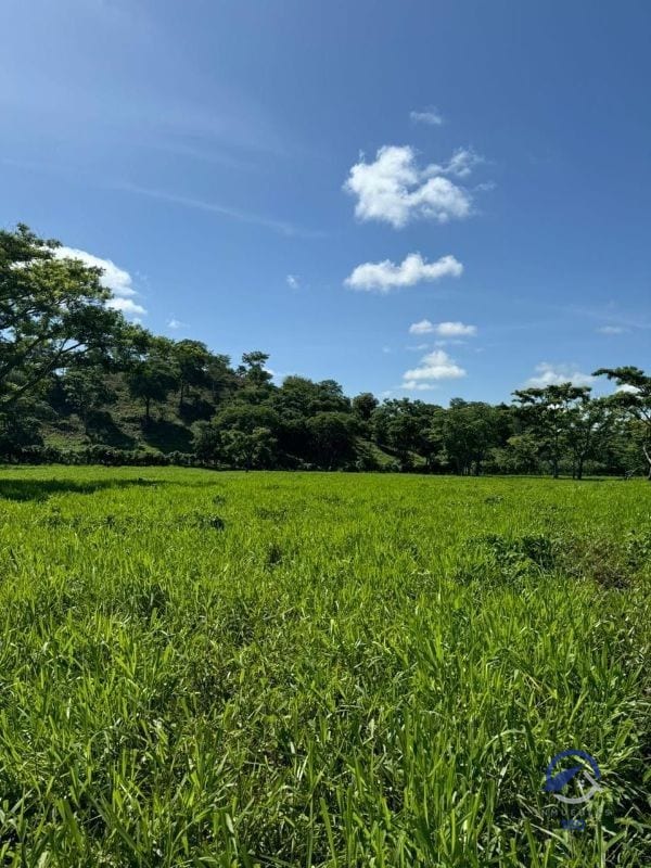 Se vende Finca en La Libertad - Petén - Guatemala — Finca en Venta en La Libertad, Petén — foto 4 de 11