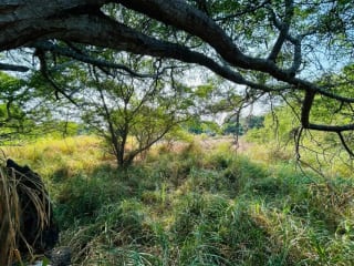 Terreno en venta para desarrollo en Iztapa a orilla del mar — Terreno en Venta en Iztapa, Escuintla — miniatura 3 de 17