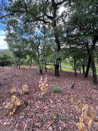 Vendo terreno Pulté Golf — Terreno en Venta en El Pulté, Zona 16, Guatemala, Ciudad — miniatura 7 de 7