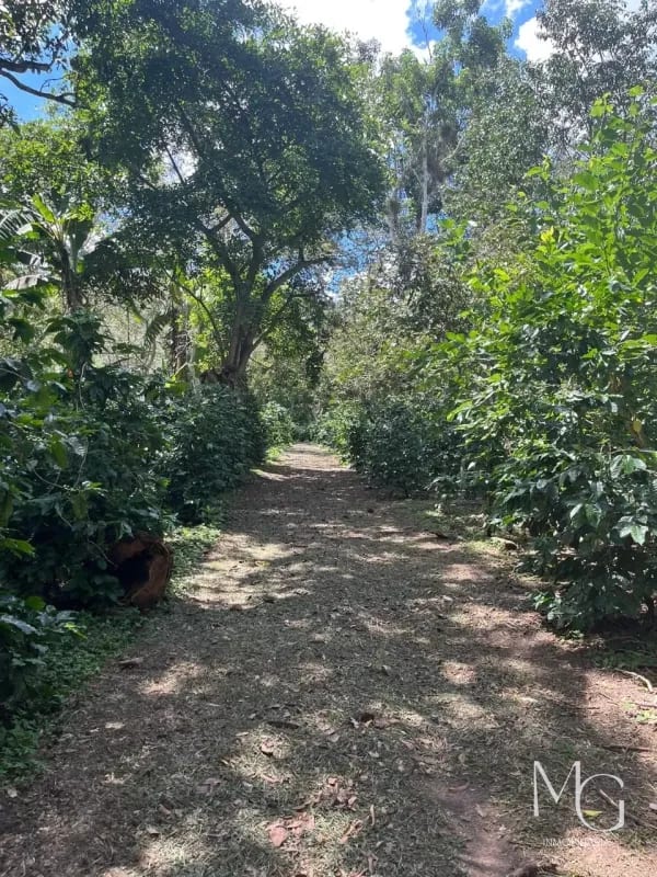 Vendo 65 Manzanas en km 25.5 cruce a santa Elena Barillas — Terreno en Venta en km 21-25, Carretera a El Salvador, Guatemala, Ciudad — foto 3 de 3