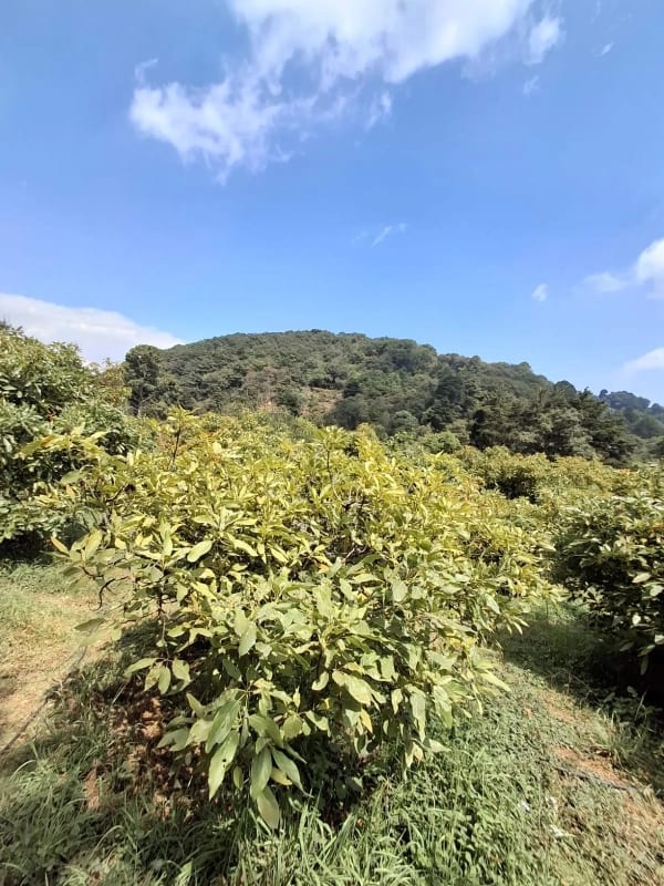𝐄𝐍 𝐕𝐄𝐍𝐓𝐀 𝐆𝐑𝐀𝐍𝐉𝐀 𝐃𝐄 𝐀𝐆𝐔𝐀𝐂𝐀𝐓𝐄 𝐇𝐀𝐒𝐒 — Terreno en Venta en Santiago Sacatepéquez, Sacatepéquez — foto 8 de 9