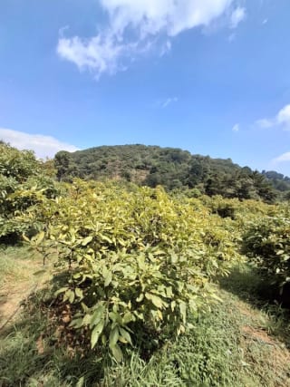 𝐄𝐍 𝐕𝐄𝐍𝐓𝐀 𝐆𝐑𝐀𝐍𝐉𝐀 𝐃𝐄 𝐀𝐆𝐔𝐀𝐂𝐀𝐓𝐄 𝐇𝐀𝐒𝐒 — Terreno en Venta en Santiago Sacatepéquez, Sacatepéquez — miniatura 8 de 9