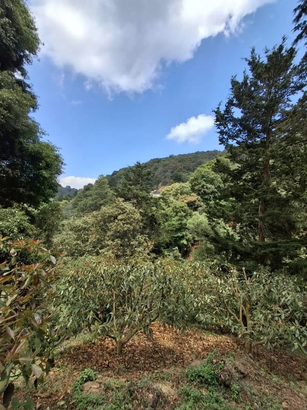 𝐄𝐍 𝐕𝐄𝐍𝐓𝐀 𝐆𝐑𝐀𝐍𝐉𝐀 𝐃𝐄 𝐀𝐆𝐔𝐀𝐂𝐀𝐓𝐄 𝐇𝐀𝐒𝐒 — Terreno en Venta en Santiago Sacatepéquez, Sacatepéquez — foto 7 de 9