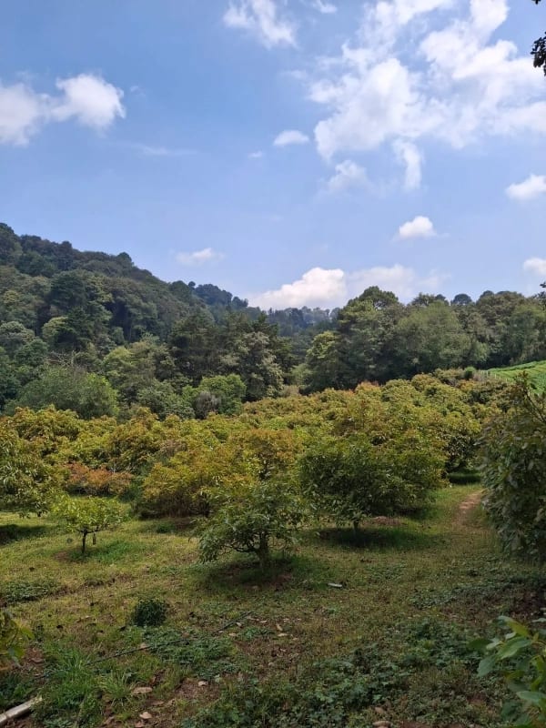 𝐄𝐍 𝐕𝐄𝐍𝐓𝐀 𝐆𝐑𝐀𝐍𝐉𝐀 𝐃𝐄 𝐀𝐆𝐔𝐀𝐂𝐀𝐓𝐄 𝐇𝐀𝐒𝐒 — Terreno en Venta en Santiago Sacatepéquez, Sacatepéquez — foto 6 de 9