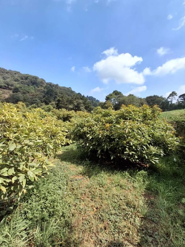 𝐄𝐍 𝐕𝐄𝐍𝐓𝐀 𝐆𝐑𝐀𝐍𝐉𝐀 𝐃𝐄 𝐀𝐆𝐔𝐀𝐂𝐀𝐓𝐄 𝐇𝐀𝐒𝐒 — Terreno en Venta en Santiago Sacatepéquez, Sacatepéquez — foto 5 de 9