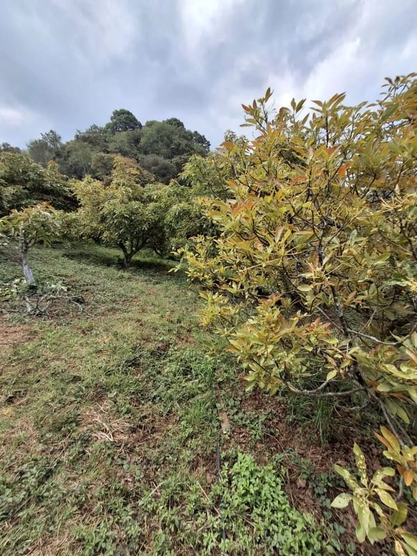 𝐄𝐍 𝐕𝐄𝐍𝐓𝐀 𝐆𝐑𝐀𝐍𝐉𝐀 𝐃𝐄 𝐀𝐆𝐔𝐀𝐂𝐀𝐓𝐄 𝐇𝐀𝐒𝐒 — Terreno en Venta en Santiago Sacatepéquez, Sacatepéquez — foto 2 de 9