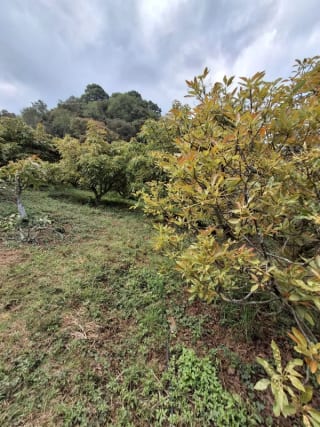 𝐄𝐍 𝐕𝐄𝐍𝐓𝐀 𝐆𝐑𝐀𝐍𝐉𝐀 𝐃𝐄 𝐀𝐆𝐔𝐀𝐂𝐀𝐓𝐄 𝐇𝐀𝐒𝐒 — Terreno en Venta en Santiago Sacatepéquez, Sacatepéquez — miniatura 2 de 9