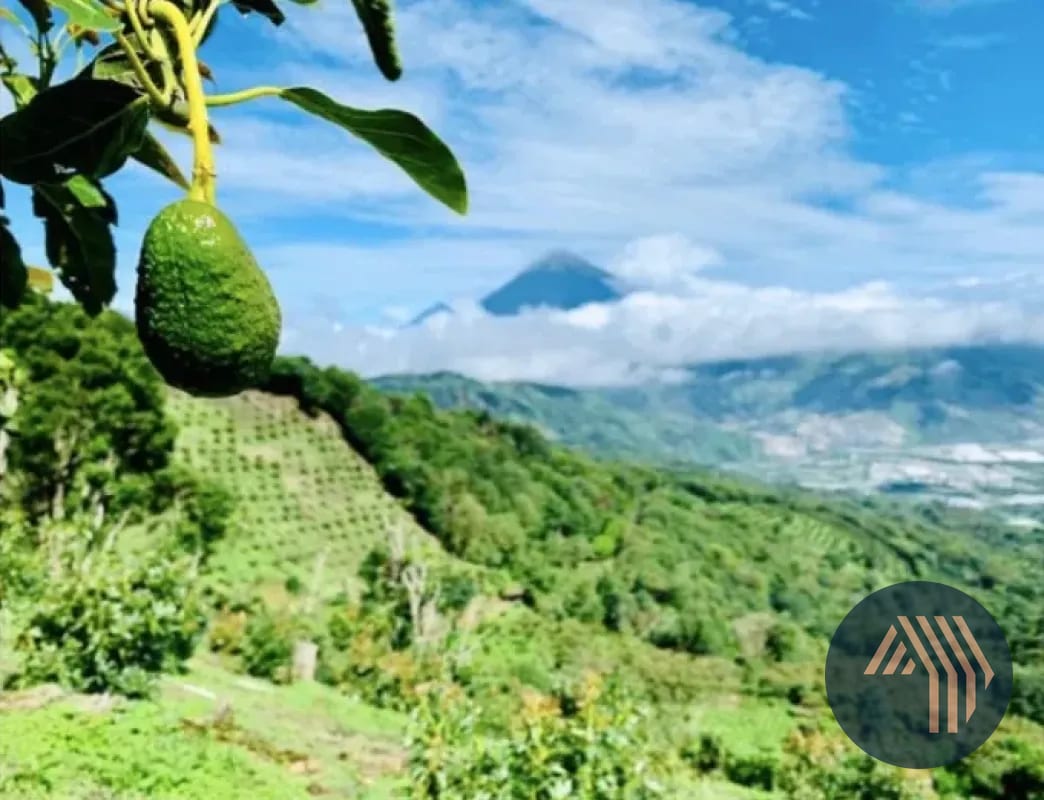 VENTA DE ESPECTACULAR FINCA EN PRODUCCIÓN - SAN VICENTE PACAYA — Finca en Venta en San Vicente Pacaya, Escuintla — foto 3 de 10